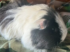 Baby guinea pigs available