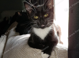 Kitten