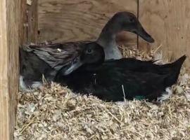 Trio of runner ducks & one aylesbury duck.