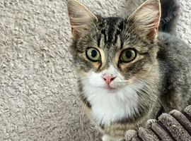 2 kittens for sale