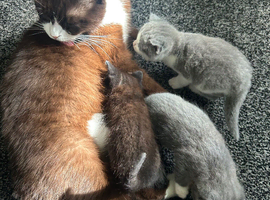 BSH x Ragdoll kittens