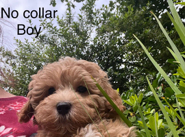 Gorgeous Boys - Maltipoo Ready Now