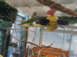 Quaker parrot young lo