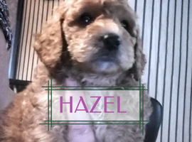 Gorgeous Maltipoo x Cockapoo Puppies