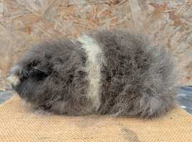 Swiss guinea pig