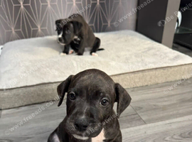 2 x male staffy x bull mastiff puppies