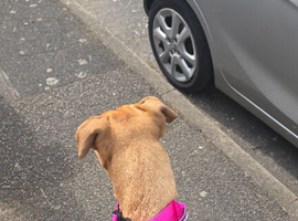 This is Sky a cane corsa cross staffy