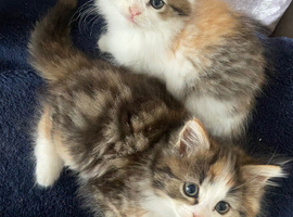 2 beautiful torbie fluffy sisters