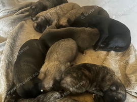 6 Belgian malinois cross whippet puppies for sale
