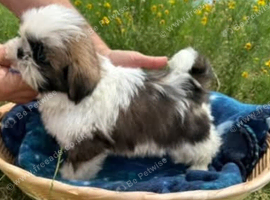 Shih Tzu Puppie