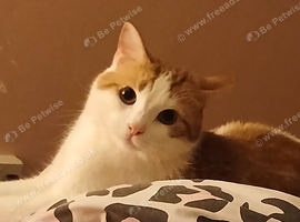 Male cat