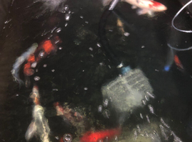 Koi