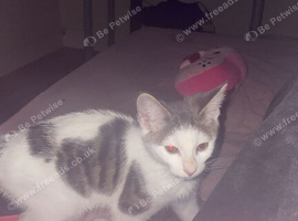 ONYX 3 Month Old Kitten