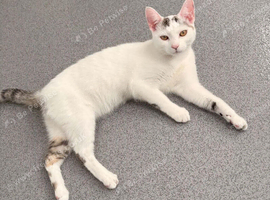 Kitten