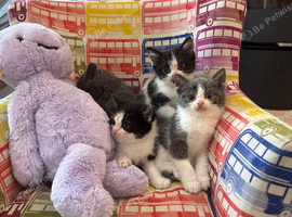 Cute little baby boy/girl looking for forever loving home