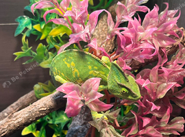 Female chameleon full set up