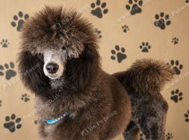 Standard poodle