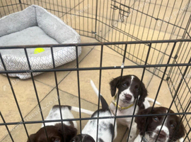 English Springer spaniel for sale