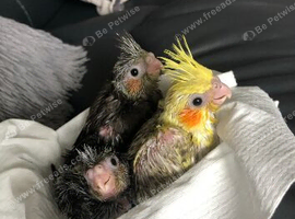 Baby Cockatiels Ready Early Aug