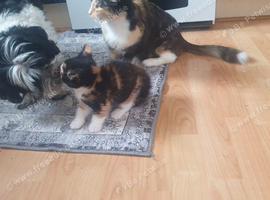 Female Manx long hair and tail