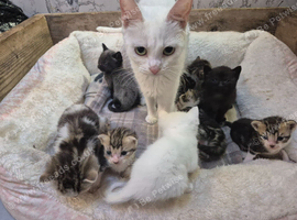 8 beautiful kittens looking for their forever homes