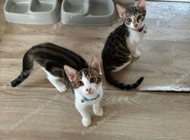 Binkx and koda