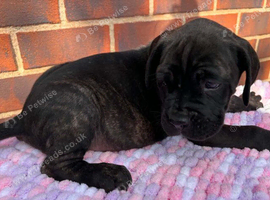 stunning litter of Cane Corso puppies ready for their forever homes.