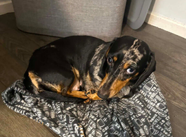 Female dachshund