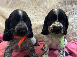 Stunning show type cocker spaniel puppies
