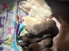 Adorable Labrador Retriever Puppies &ndash; Ready for Their Forever Family .