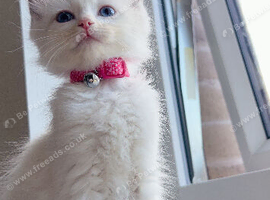 Beautiful pure ragdoll kittens