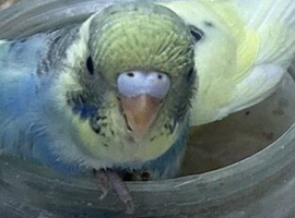 Budgies available 2x boys 1x girl