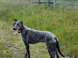 Lurcher dog 4yr old