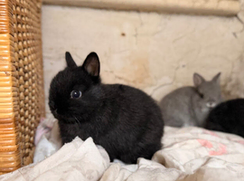 Four gorgeous Netherland dwarfs