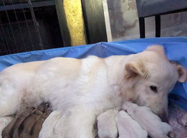 Puppy's available