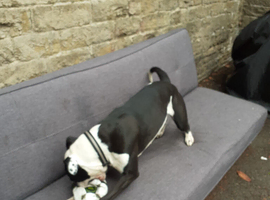 For sale 1 year old female long legged bull terrier