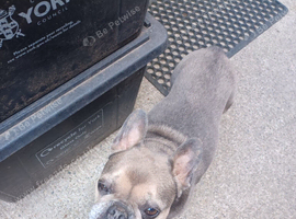 French bulldog