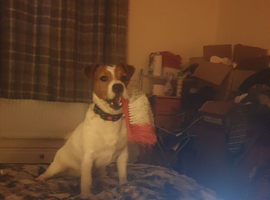 Jack Russell 8 month old