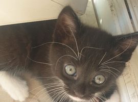 Kittens wanting good home loving and friendly