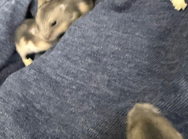 Russian dwaf hamster