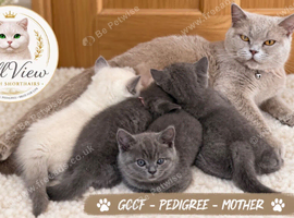 Stunning GCCF BSH Kittens Ready Now