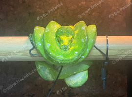 Female Biak Green Tree Python