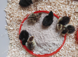 Quail