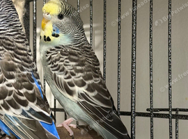 3-4 month oldGrey budgie for sale