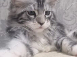 Russian Line Maine Coon Kittens looking for lovely home