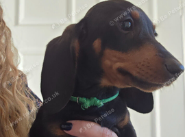 3 boys miniature dachshunds