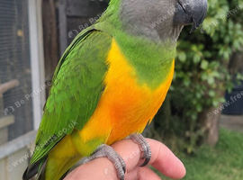 Super tame Senegal
