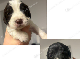 Cocker spaniel puppies
