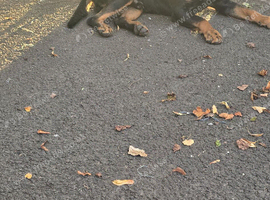 German rottweiler for sale
