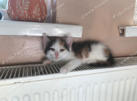 Kittens looking forever homes